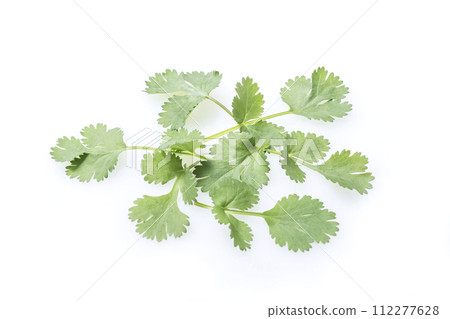 新鮮香菜,綠色和黃色蔬菜,綠色香草,新鮮收穫的蔬菜,健康蔬菜,香菜,山寨 新鮮香菜,綠色和黃色蔬菜,綠色香草,新鮮收穫的蔬菜,健康蔬菜,香菜,山寨 112277628