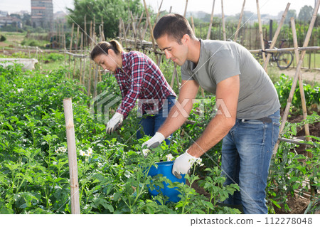 Couple picking Colorado beetles from potato plants 112278048