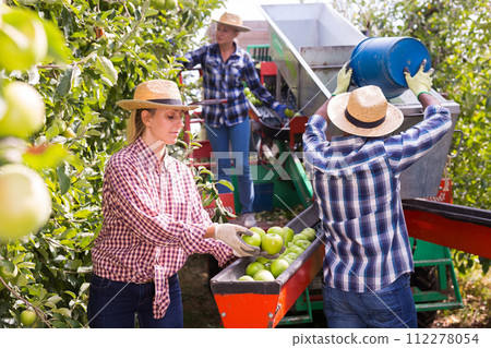 Workers harvesting ripe apples using sorting machine Workers harvesting ripe apples using sorting machine 112278054