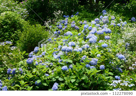 北茨城繡球花林 2023-6-25 #87 北茨城繡球花林 2023-6-25 #87 112278090