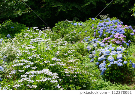 Kitaibaraki Hydrangea Forest 2023-6-25 #88 Kitaibaraki Hydrangea Forest 2023-6-25 #88 112278091