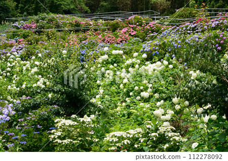 Kitaibaraki Hydrangea Forest 2023-6-25 #89 Kitaibaraki Hydrangea Forest 2023-6-25 #89 112278092