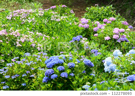 Kitaibaraki Hydrangea Forest 2023-6-25 #90 Kitaibaraki Hydrangea Forest 2023-6-25 #90 112278093