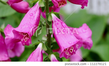 Foxglove flower with dark pink water droplets 112278121