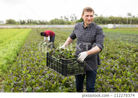 Man carrying box with red mustard greens 112278374