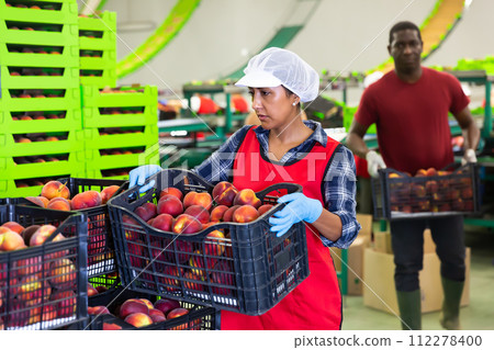 Ordinary woman and man holding crate of peaches Ordinary woman and man holding crate of peaches 112278400