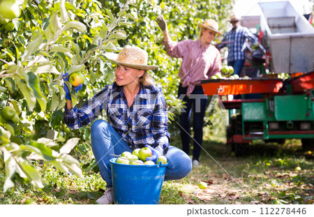 Successful female gardener with ripe apples in orchard on day Successful female gardener with ripe apples in orchard on day 112278446
