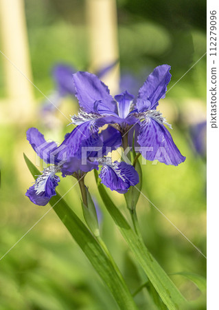 Ichihatsu is the earliest of the irises and was planted on a thatched roof. 112279096