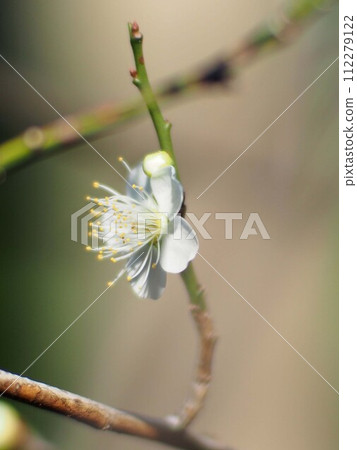 沐浴在初春柔和陽光的白梅花（開白花和花蕾的梅枝） 112279122