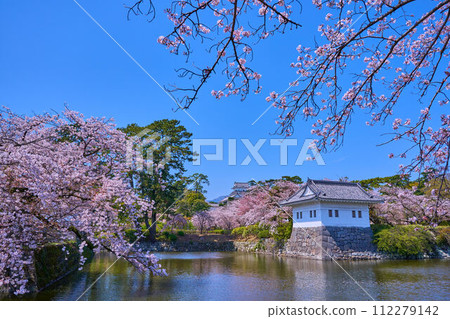從神奈川縣小田原市小田原城的二之丸角樓眺望天守閣,櫻花盛開 從神奈川縣小田原市小田原城的二之丸角樓眺望天守閣,櫻花盛開 112279142