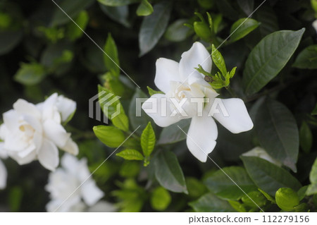 白梨花 白梨花 112279156