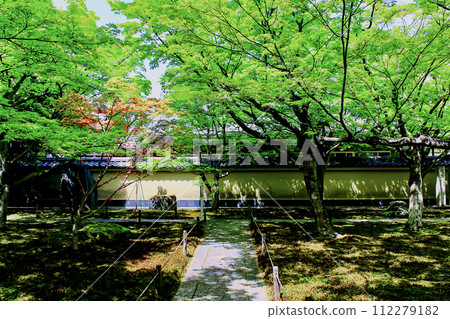 [Kyoto] Daitokuji Obai-in in spring, bright fresh greenery in the front garden and sunlight filtering through the trees 112279182