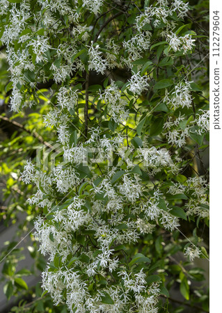The flower of Hitotsuhatago derives from the fact that it has a single leaf with no leaflets. 112279604