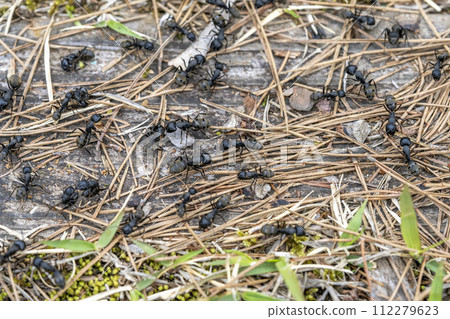 螞蟻/黑木蟻的聚集 112279623