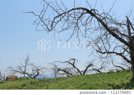 Rural scenery of Tateshina and weeping cherry blossoms, scenery of Shinshu 112279905