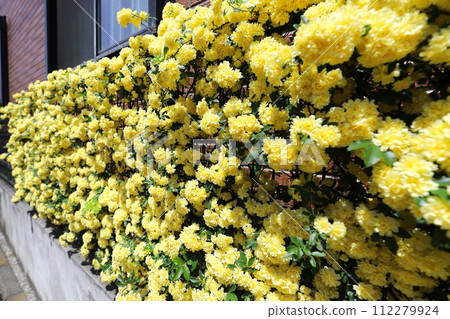 yellow wood rose flower 112279924