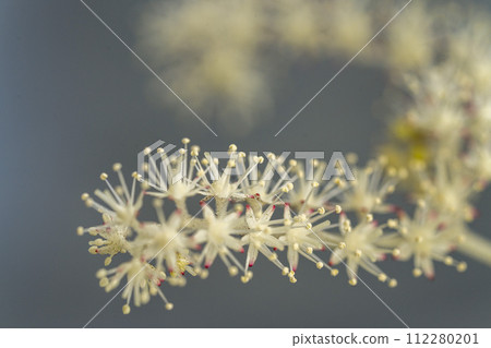 矢車菊的特寫,是虎耳草家族的一員,開著可愛的白花 矢車菊的特寫,是虎耳草家族的一員,開著可愛的白花 112280201