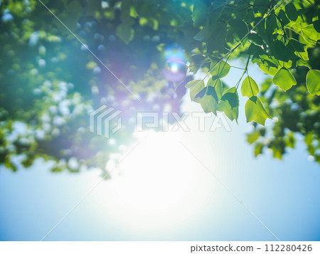 綠意盎然,樹木沐浴在陽光下 綠意盎然,樹木沐浴在陽光下 112280426