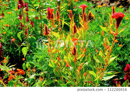 Flowers at the foot of Mt. Tokko, scenery of Shinshu Flowers at the foot of Mt. Tokko, scenery of Shinshu 112280916