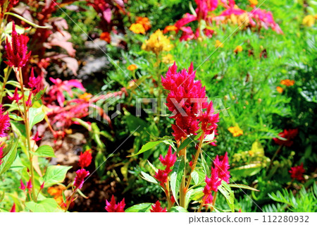特甲山山麓的花、信州的風景 特甲山山麓的花、信州的風景 112280932