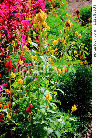 特甲山山麓的花、信州的風景 特甲山山麓的花、信州的風景 112280933