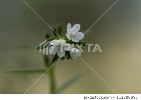 盛開整齊的白色小花的紫 盛開整齊的白色小花的紫 112280955