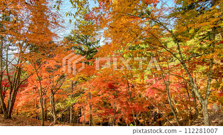 兵庫縣紫蘇市最上山公園 紅葉山 兵庫縣紫蘇市最上山公園 紅葉山 112281007