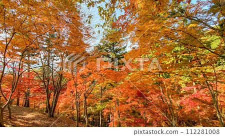 兵庫縣紫蘇市最上山公園 紅葉山 兵庫縣紫蘇市最上山公園 紅葉山 112281008