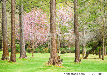 A cherry tree blooming quietly in the grove A cherry tree blooming quietly in the grove 112281046