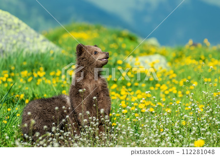 Brown bear cub on the summer meadow. Ursus arctos in grass with flowers on mountain background 112281048