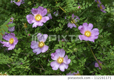 Izayoibara fruit that resembles a salamander rose 112281171
