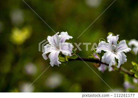 The flower of the bald lily originates from the fact that it blooms with clove-shaped white flowers. 112281177