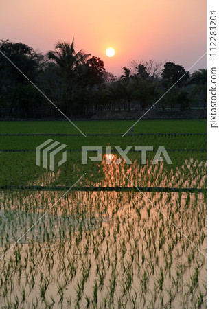 A green paddy field in West Bengal, India. 112281204