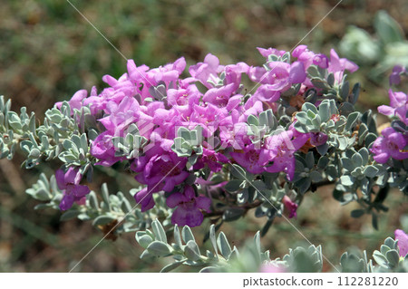 A purple flower grows wild in a Mediterranean garden in Jaffa, Israel 112281220