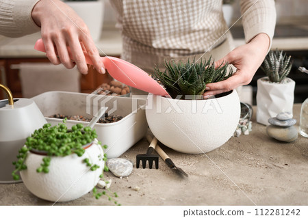 Woman adding soil to pot with Aloe Aristata house plant planted Woman adding soil to pot with Aloe Aristata house plant planted 112281242