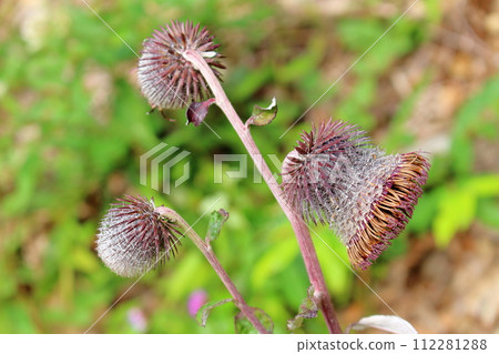 土代山的野薊和植物 信州風景 花草編織的彩紙 土代山的野薊和植物 信州風景 花草編織的彩紙 112281288