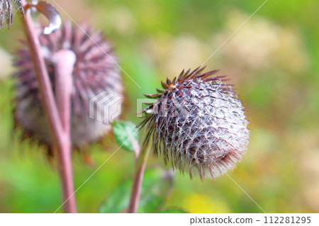 土代山的野薊和植物 信州風景 花草編織的彩紙 土代山的野薊和植物 信州風景 花草編織的彩紙 112281295