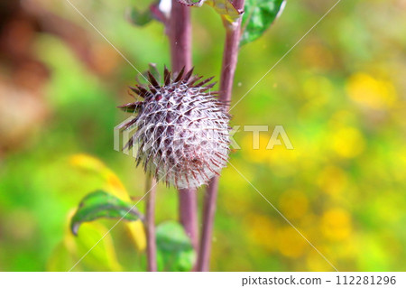 土代山的野薊和植物 信州風景 花草編織的彩紙 土代山的野薊和植物 信州風景 花草編織的彩紙 112281296