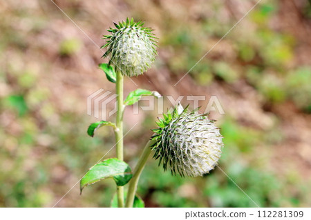 土代山的野薊和植物 信州風景 花草編織的彩紙 土代山的野薊和植物 信州風景 花草編織的彩紙 112281309