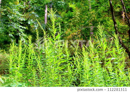 土代山的野薊和植物 信州風景 花草編織的彩紙 土代山的野薊和植物 信州風景 花草編織的彩紙 112281311