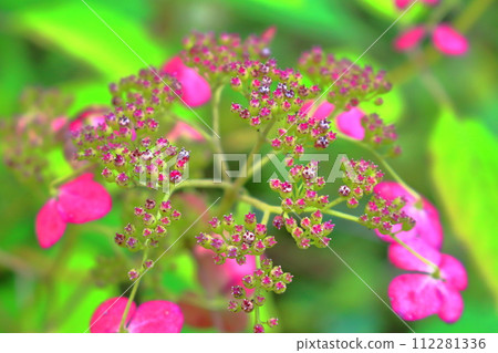 Wild thistles and plants of Mt. Tonoshiro Landscape of Shinshu Colored paper woven with flowers and plants 112281336