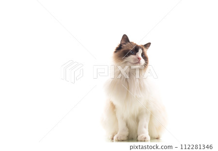 Beautiful young healthy Ragdoll cat on a white background. Beautiful young healthy Ragdoll cat on a white background. 112281346