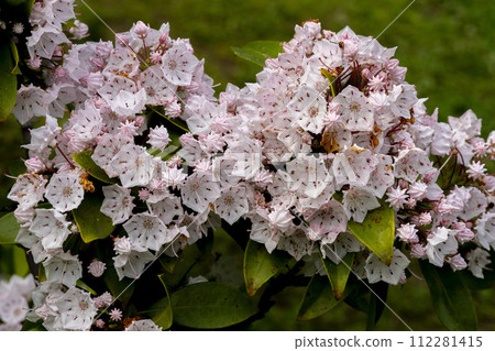Kalmia has pink petals shaped like confetti. 112281415