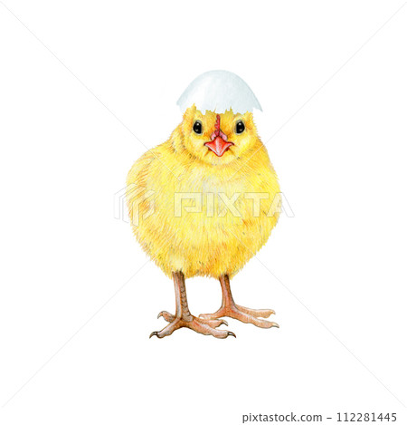 Small funny chick with cracked egg shell. Watercolor painted illustration. Hand drawn tiny fluffy chicken hatched from the egg. Funny chick farm bird element on white background Small funny chick with cracked egg shell. Watercolor painted illustration. Hand drawn tiny fluffy chicken hatched from the egg. Funny chick farm bird element on white background 112281445
