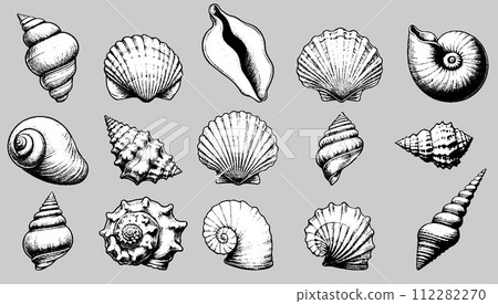 AI-generated content. Sea shells of different shape, size and form set 112282270