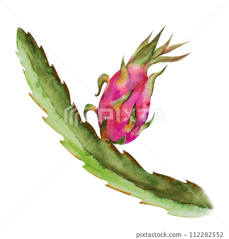 Watercolor illustration of red dragon fruit, half pitahaya with slices. Botanical composition for vegetarian exotic products, prints, stickers Watercolor illustration of red dragon fruit, half pitahaya with slices. Botanical composition for vegetarian exotic products, prints, stickers 112282552
