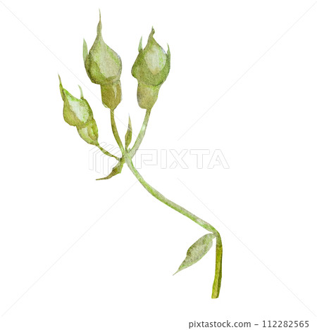 Watercolor illustration of rose buds and petals, hand drawn. For design of postcards, invitations Watercolor illustration of rose buds and petals, hand drawn. For design of postcards, invitations 112282565