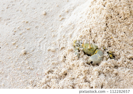 Horn-eyed ghost crab hides in white coastal sand of Praslin island 112282657