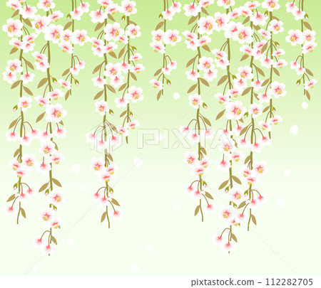 垂枝櫻花 112282705