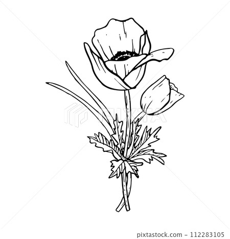 Spring tulips or anemone poppies flower bouquet with grass vector illustration Black and white botanical drawing for greeting cards and wedding designs Spring tulips or anemone poppies flower bouquet with grass vector illustration Black and white botanical drawing for greeting cards and wedding designs 112283105